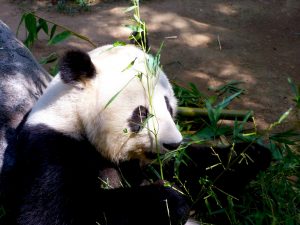 San Diego Zoo, Panda