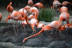San Diego Zoo, Flamingos