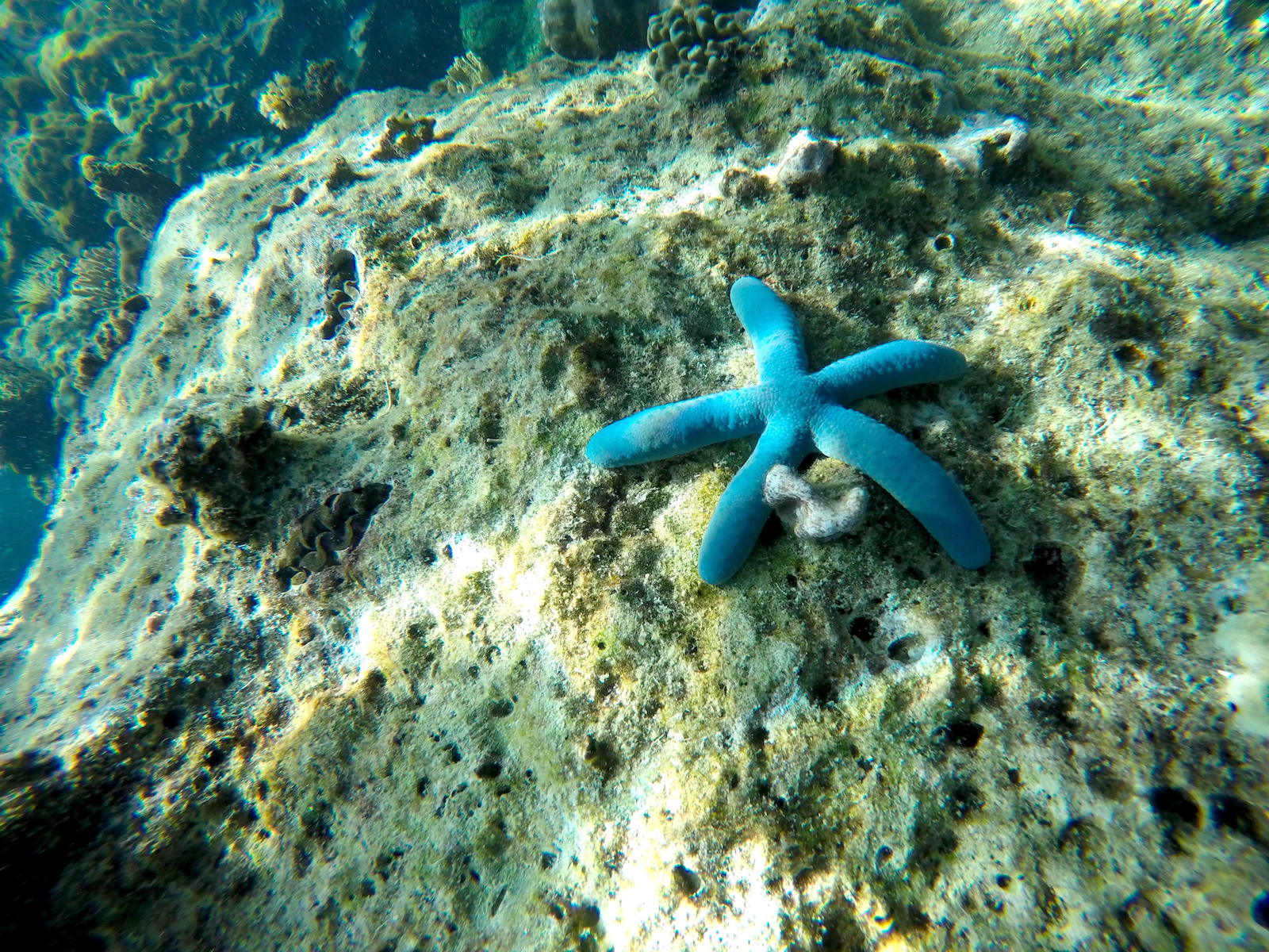 Blue Sea Star, Palawan