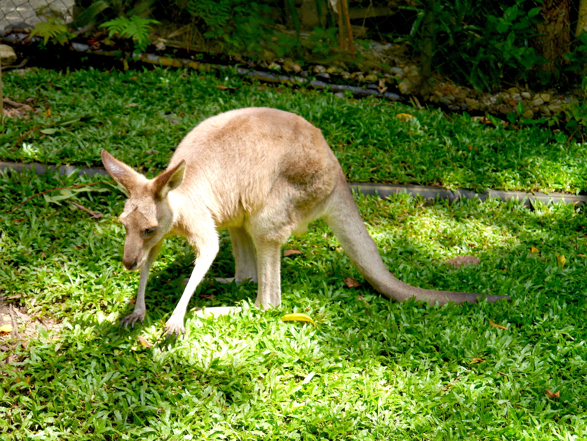Cairns, Australia, Wallaby