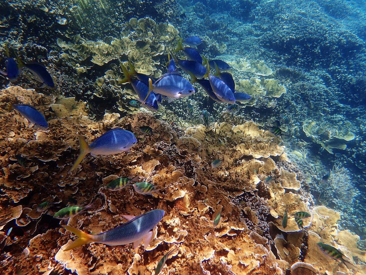 Great Barrier Reef, Diving, Underwater, Fishes